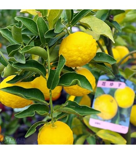 柚子の苗木(根無し) ¥650 楽天市場】柚子 苗木 種なし柚子 【多田錦】 1年生接木苗 : 苗木